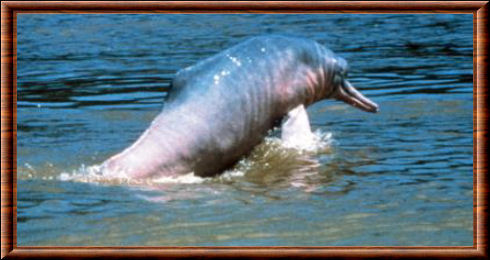 Amazon river dolphin