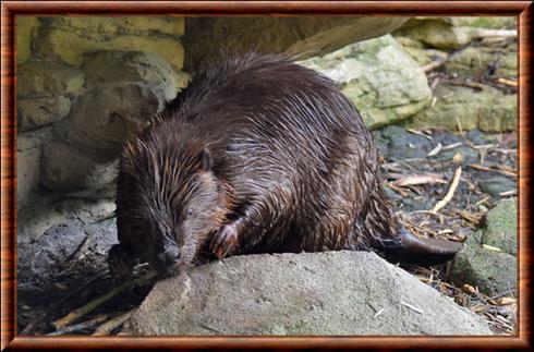 American beaver (Castor canadensis)