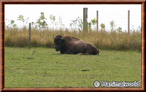 American bison