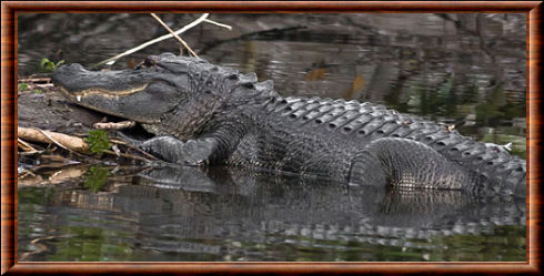 American alligator