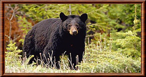 American black bear