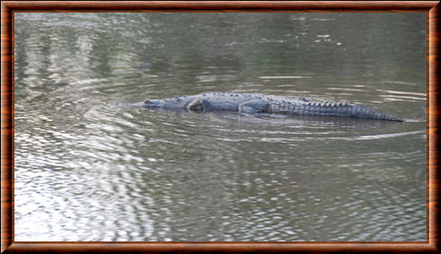 American crocodile