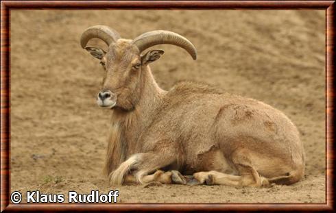 Mouflon à manchettes du Kordofan (Ammotragus lervia blainei)