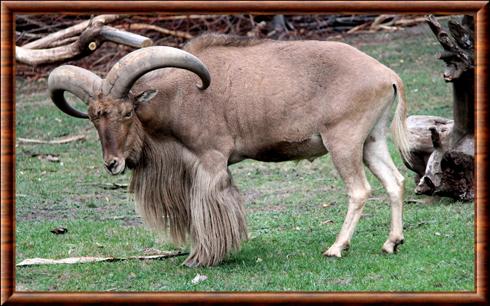 Mouflon à manchettes de Lybie (Ammotragus lervia fassini)
