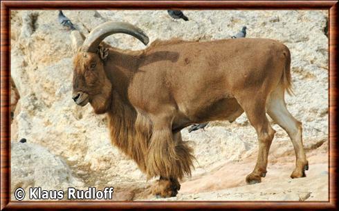 Mouflon à manchettes du Sahara (Ammotragus lervia sahariensis)