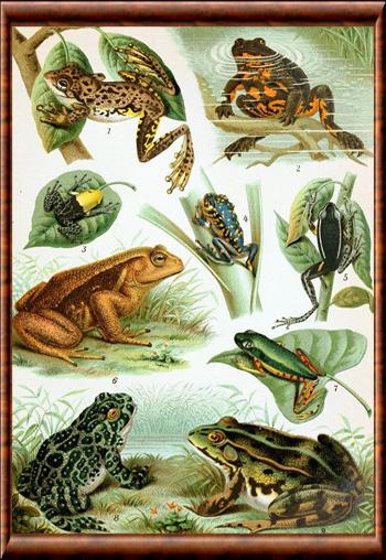 Amphibiens Anura