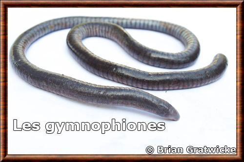 Amphibia Gymnophiona
