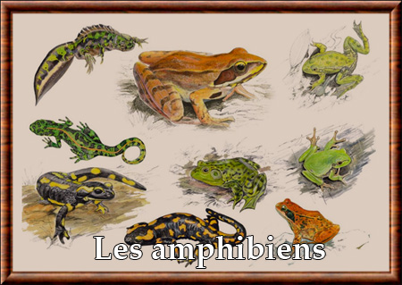 Les amphibiens (Amphibia)