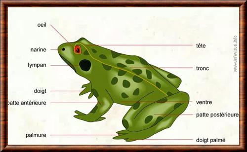 Amphibiens anatomie