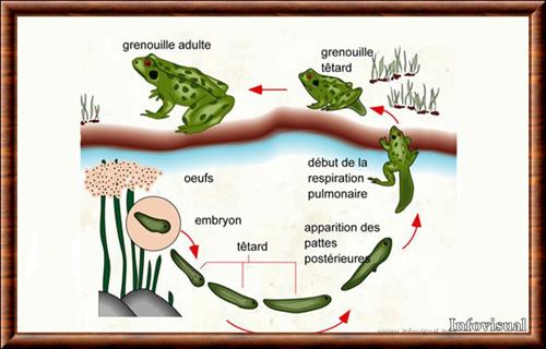 Amphibiens cycle de vie