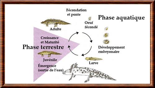 Amphibiens cycle vital