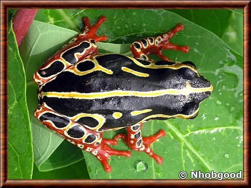 Amphibiens grenouille toxique