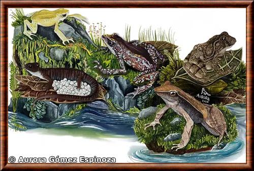 Amphibiens illustration