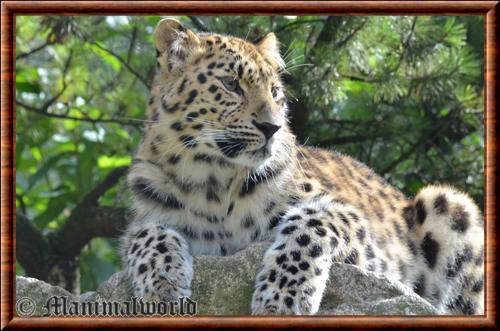 Amur leopard (Panthera pardus orientalis)