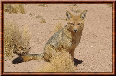 Andean fox