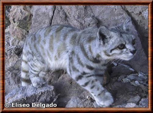 Andean mountain cat (Leopardus jacobitus)