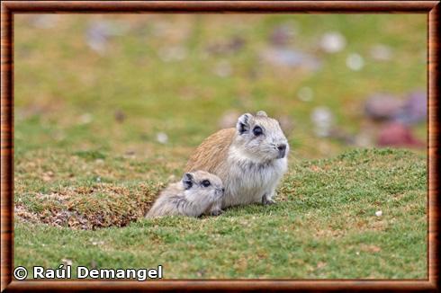 Andean mountain cavy (Microcavia niata)