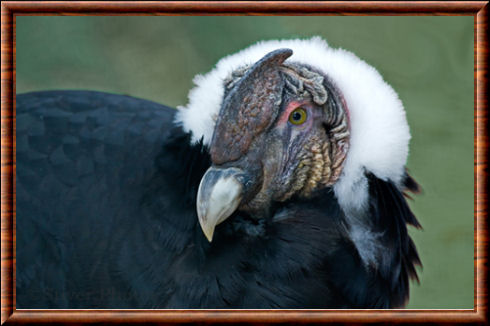 Andean condor