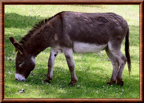 Ane commun (Equus asinus)