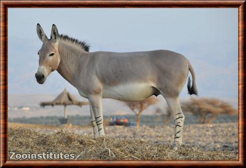 Ane sauvage d'Afrique (Equus africanus)