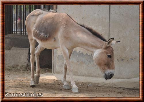 Ane sauvage de Mongolie zoo de Beijing