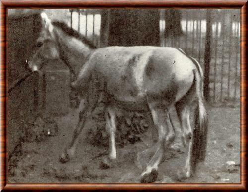 Ane sauvage de Syrie jardin zoologique de Schonbrunn