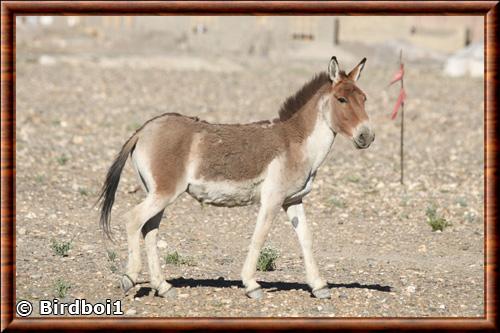 Ane sauvage du Tibet