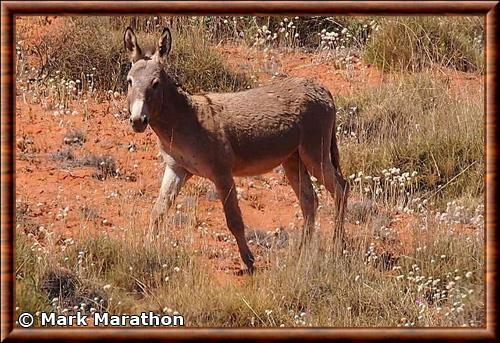 Ane sauvage en Australie