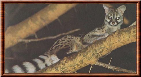 Angolan genet