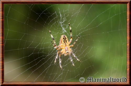 Animaux araignee