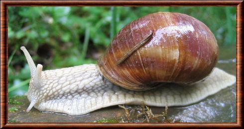 Animaux escargot