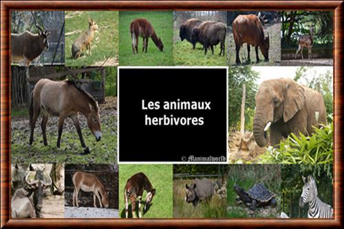 Animaux herbivores