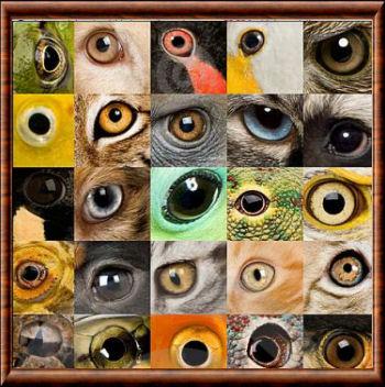 Animaux oeil