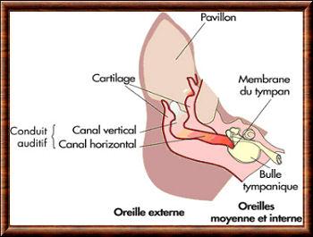 Animaux oreille