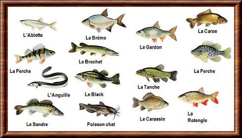 Poissons d'eau douce