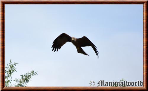 Animaux vol oiseau