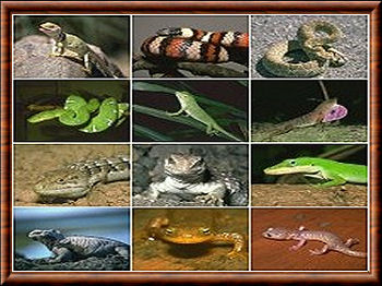 Reptiles Reptiles