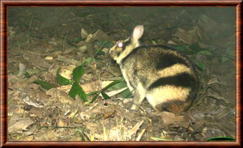 Annamite Striped Rabbit