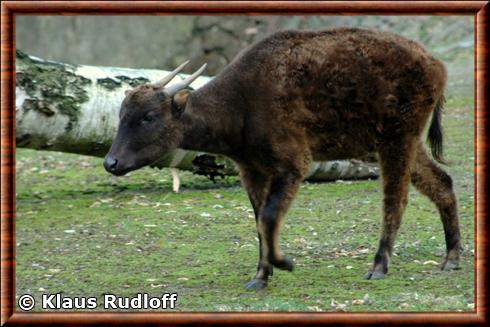 Anoa des montagnes (Bubalus quarlesi)