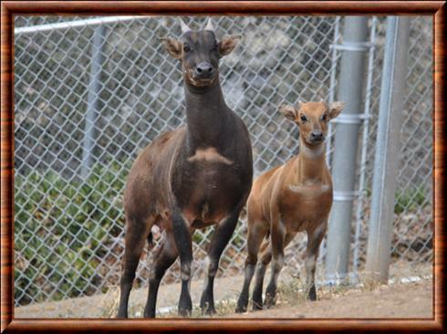 Anoa-des-plaines-femelle-et-juvenile.jpg