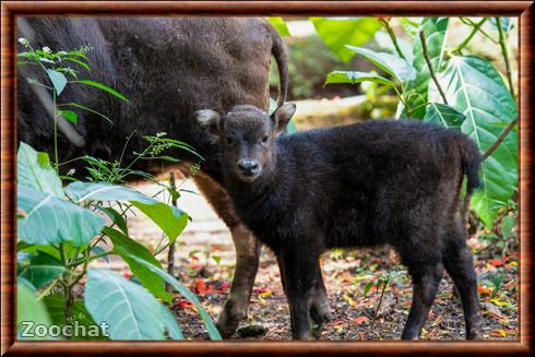 anoa des plaines juvénile