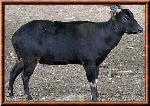 Anoa des plaines (Bubalus depressicornis)