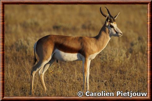Springbok du Kalahari (Antidorcas marsupialis hofmeyri)