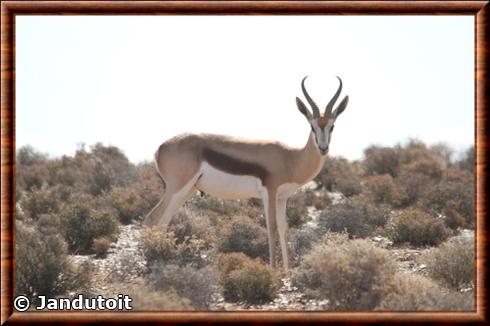 Springbok du Cap (Antidorcas marsupialis marsupialis)