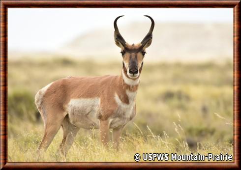 Antilope d'Amérique commune (Antilocapra americana americana)