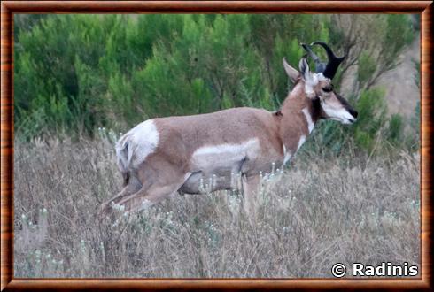 Pronghorn du Mexique (Antilocapra americana mexicana)