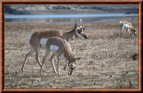 Pronghorn de l'Oregon (Antilocapra americana oregona)