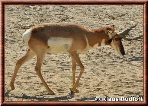 Pronghorn de Basse-Californie (Antilocapra americana peninsularis)