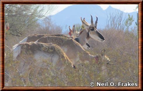 Pronghorn du Sonora (Antilocapra americana sonoriensis)