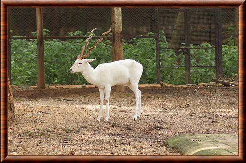 Antilope cervicapre blanc